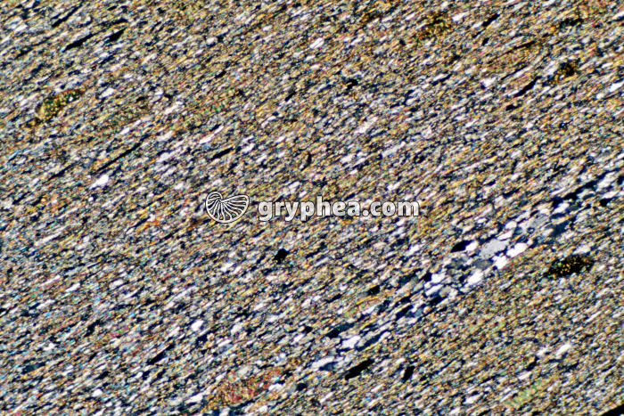 Schiste sédimentaire LPA x10 - gryphea.org